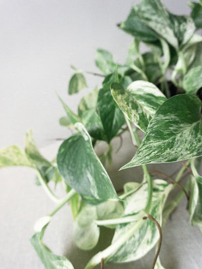 Marble Queen Pothos - Leaf Envy