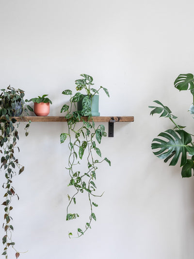 Monkey Mask Monstera - Leaf Envy