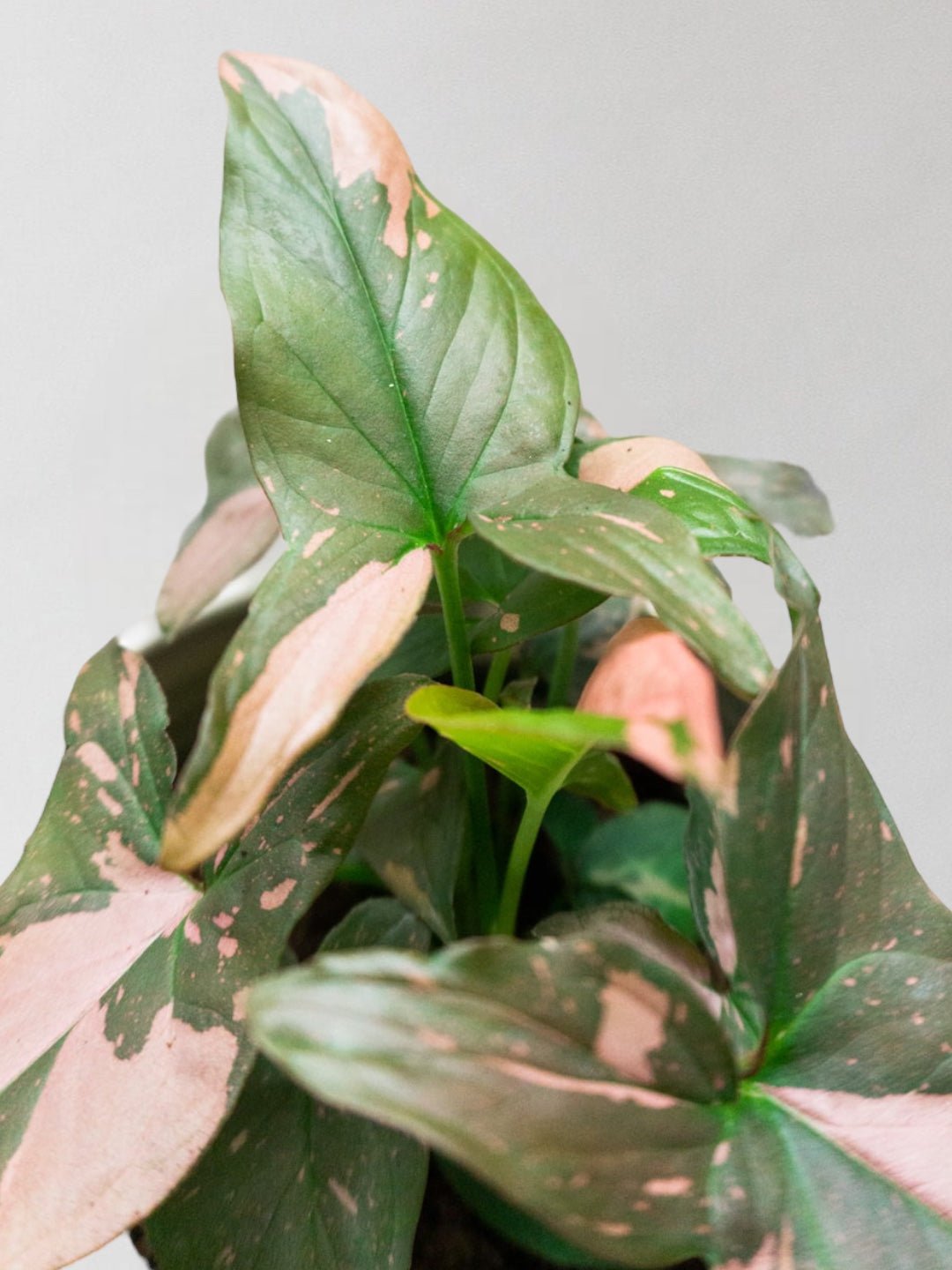 Pink Splash Syngonium - Leaf Envy