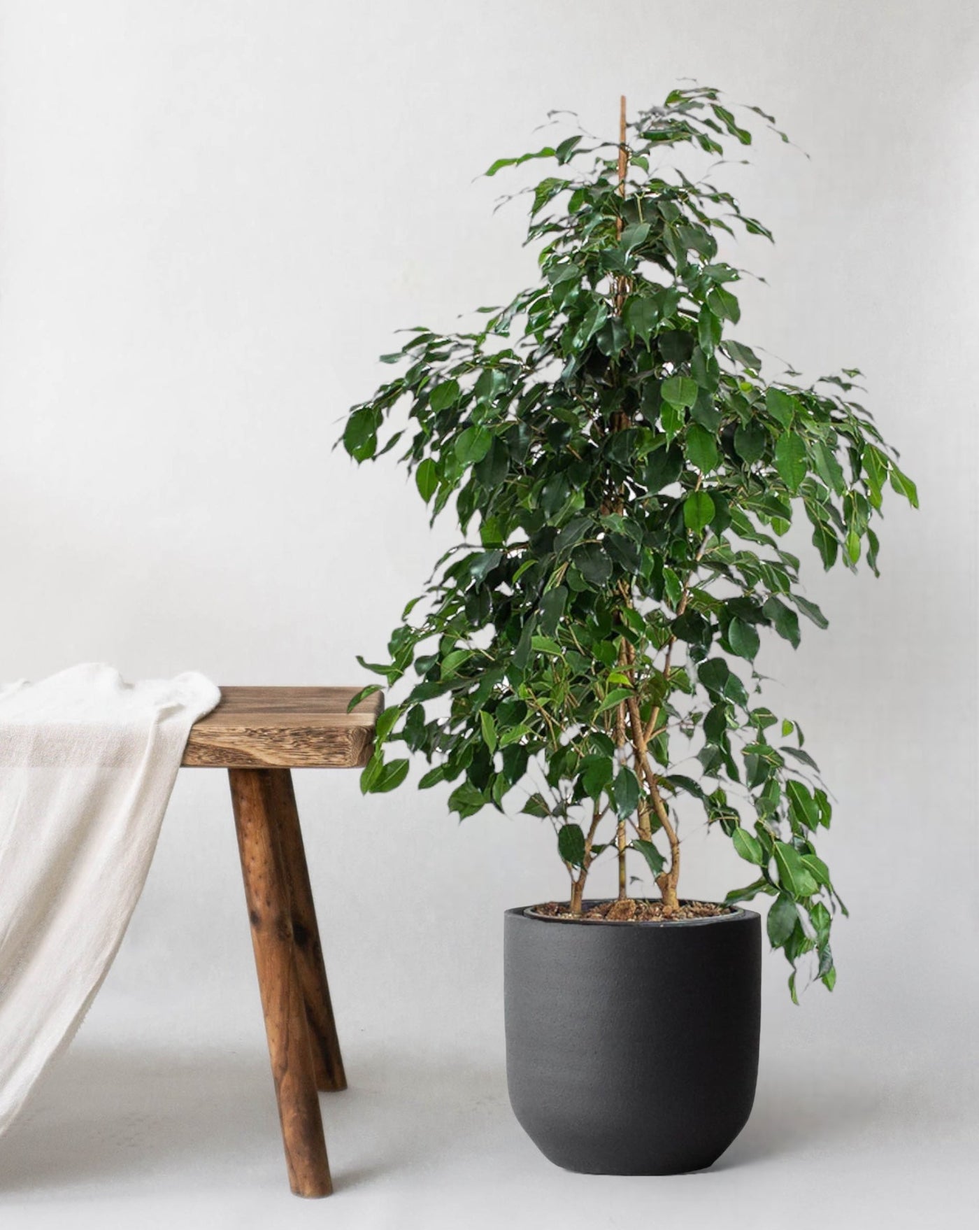 Weeping Fig - Leaf Envy