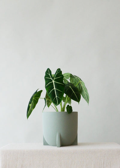 Windsor Sage Green Planter - Leaf Envy