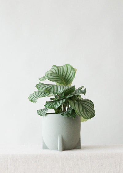 Windsor Sage Green Planter - Leaf Envy