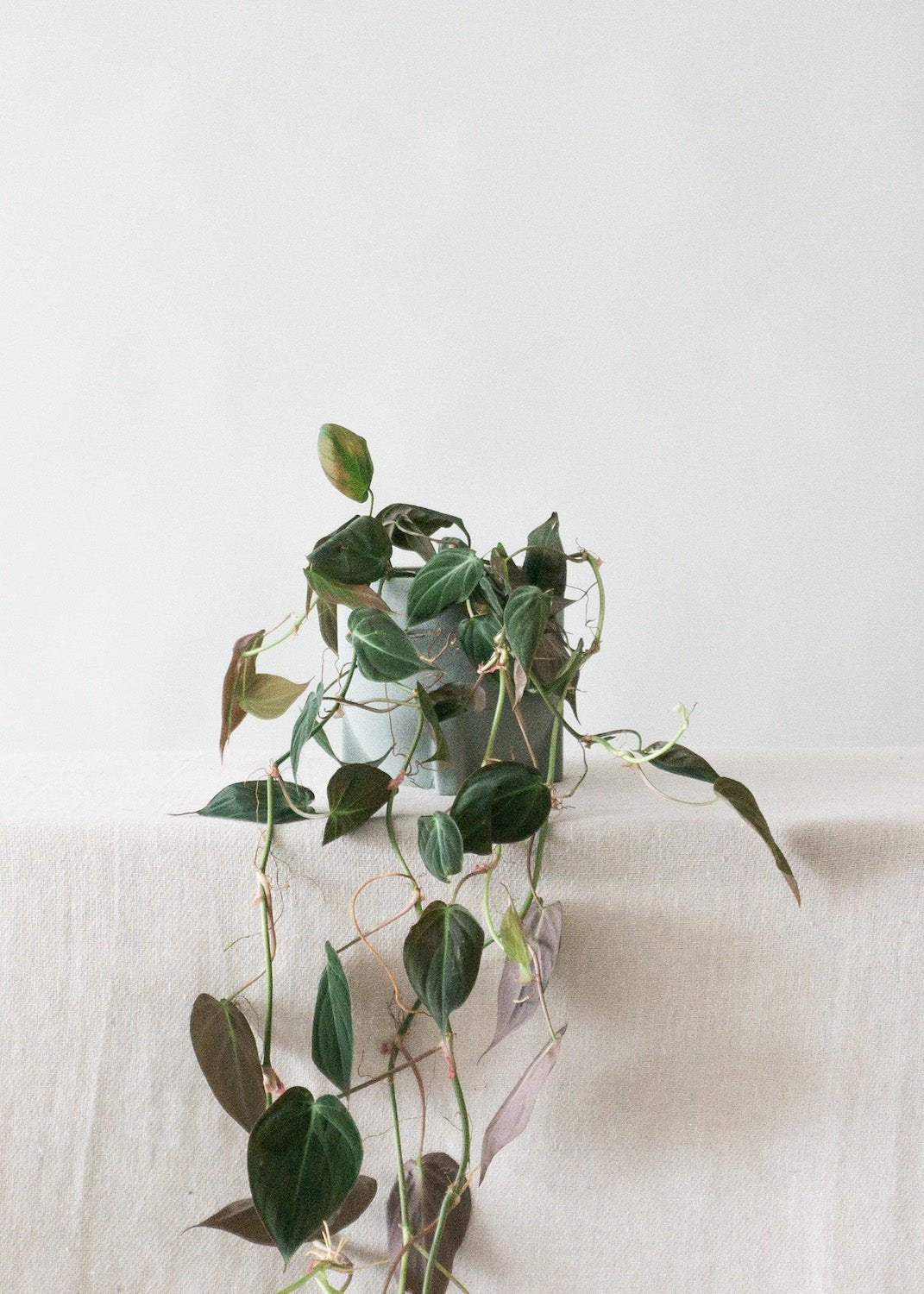 Windsor Sage Green Planter - Leaf Envy