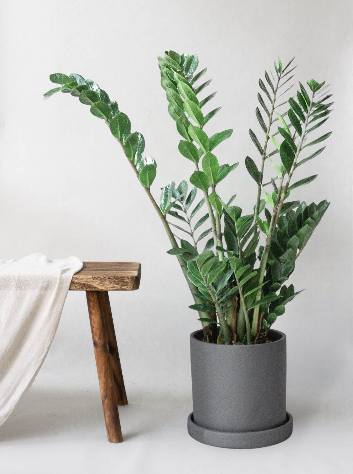 ZZ Plant | Plant Care Guide | Leaf Envy